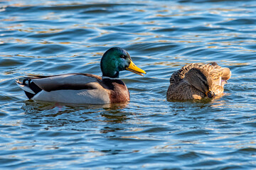 Mallard duck (anas platyrhynchos) on Danube river. 