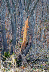 Fresh rub on a small tree from a White-tailed buck (Odocoileus virginianus) to mark territory and leave scent during rut for the breeding season. Image is selective focus, background blur and foregrou