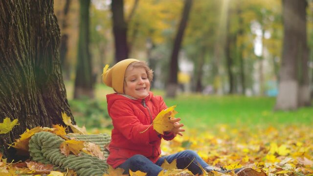 A little boy 4-6 years old in a red jacket and yellow hat plays in the park with fallen leaves sitting under a tree. A child in a golden autumn park. High quality 4k resolution footage. 
