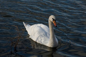 Naklejka premium Swan swimming in autumn lake