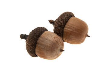 dry acorn isolated