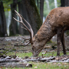 Retrato de un ciervo comiendo hierba