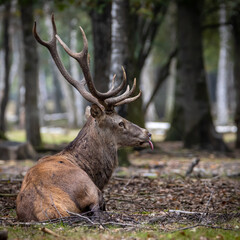 Ciervo tumbado en el bosque sacando la lengua