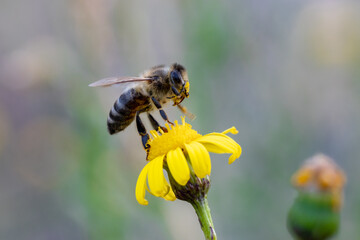 Abeja en una flor amarilla