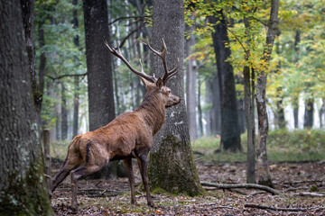 Retrato de ciervo en un bosque