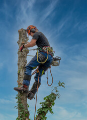 Arborist or Tree Surgeon using a safety rop at the top of a tree. - 393906240