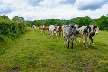 Herd of Cows walking along a hedgerow in a field. - 393906405