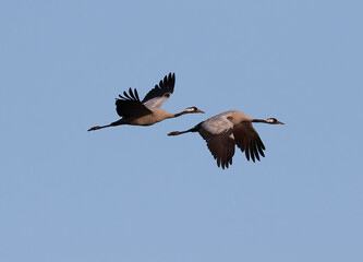 Kranichpärchen im Flug