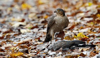 Female sparrowhawk with kill amongst autumnal leaves