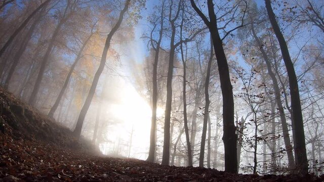 Zeitraffer im herbstlichen, nebligen Wald mit Sonnenstrahlen