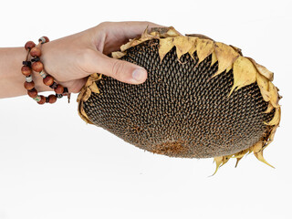 Sunflower head with seeds in hands