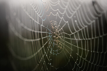 Naklejka premium spider web with water drops from a fog