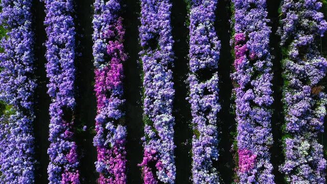 Aerial view margaret flower field form above, Rows of Margaret or Marguerite flower, Aerial view beautiful pattern of marguerite flower bulb field, Thailand.