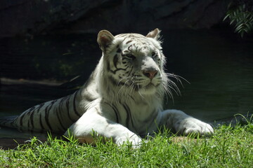 Obraz premium The animals of the biopark of rome,italy (zoological garden)