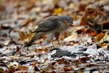Female sparrowhawk with kill amongst autumnal leaves