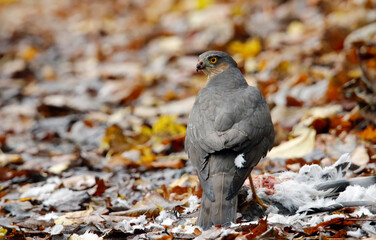 Female sparrowhawk with kill amongst autumnal leaves
