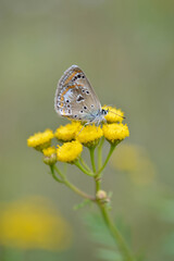 Brown argus in a tansy flower, small brown butterfly .