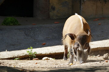 The animals of the biopark of rome,italy (zoological garden)