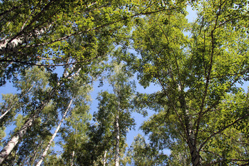 A clear cloudless sky is visible through the closing branches of trees overhead.