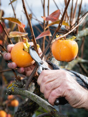 Close-up of the hands of the farmer who with scissors collects persimmons from the tree in autumn....