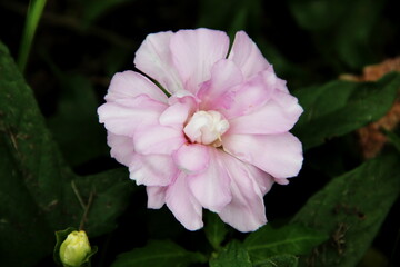 Amazing cream coloured flower close-up.