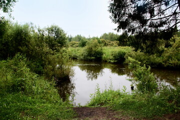 A small pond in a green thicket of bushes. Bushes and a piece of sky are reflected in the water.