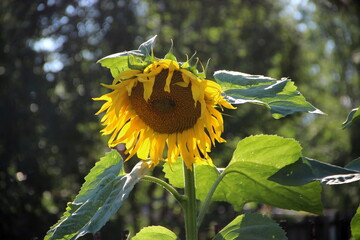 Close-up photo of sunflower with large green leaves on a sturdy green stem.