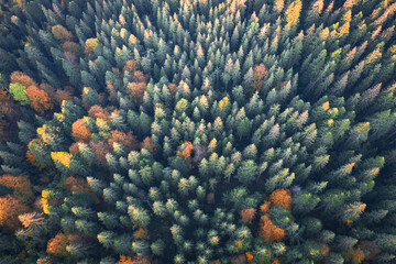 Aerial drone top down view. Yellow, orange and red autumn trees in colorful forest. Sunny day in...