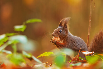 Naklejka na ściany i meble small animal Eurasian red squirrel (Sciurus vulgaris) eats walnut in the autumn forest
