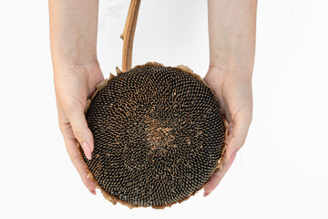 Sunflower head with seeds in hands