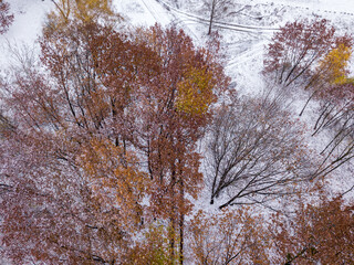 Aerial drone view. Snow-covered autumn trees in the park. A thin layer of first snow on trees and ground.