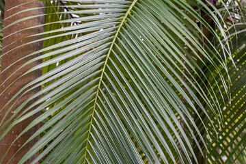 Folhas  verdes de palmeira planta Arecaceae