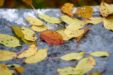 Photo of yellow leaves in water on metal sheet