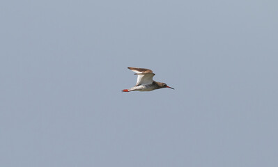 Fliegender Grünschenkel