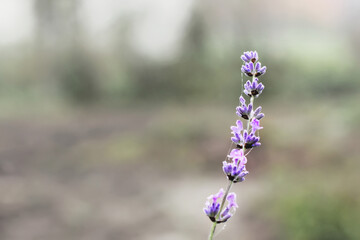 Lonely flower in the garden. Purple flower. Background. Wallpaper