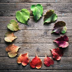 The multicolored leaves are harmoniously arranged in a color circle like a clock on a wooden...