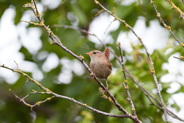 Zaunkönig in freier Natur