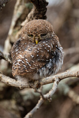 Chevêchette perlée, Glaucidium perlatum, Pearl spotted Owlet