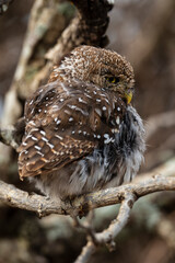 Chevêchette perlée, Glaucidium perlatum, Pearl spotted Owlet