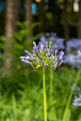 Flor violeta da Agapanthoideae da família Amaryllidaceae, 