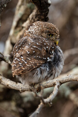 Chevêchette perlée, Glaucidium perlatum, Pearl spotted Owlet