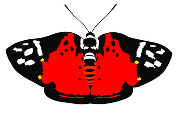 butterfly Symmachia rubina separata (Riodinidae) on a white background