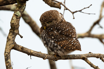 Chevêchette perlée, Glaucidium perlatum, Pearl spotted Owlet