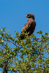 Circaète brunn.Circaetus cinereus, Brown Snake Eagle