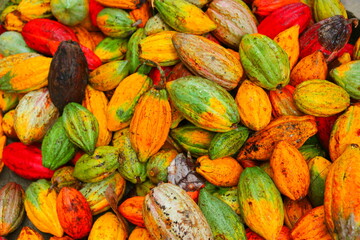 assorted colors pf cocoas after harvested
