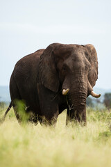 Obraz na płótnie Canvas Éléphant d'Afrique, Loxodonta africana, Parc national Kruger, Afrique du Sud