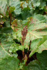 Rumex alpinus 
