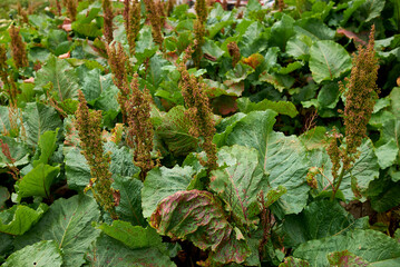 Rumex alpinus 