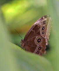 Naklejka premium butterfly closeup into nature between leaves at summer