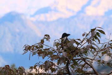 crow on a tree